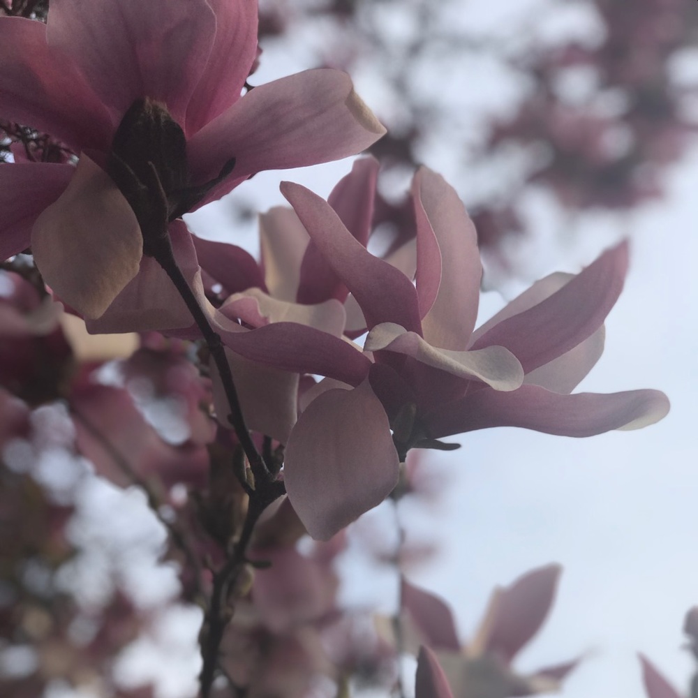 Meet your Posher, Kyla